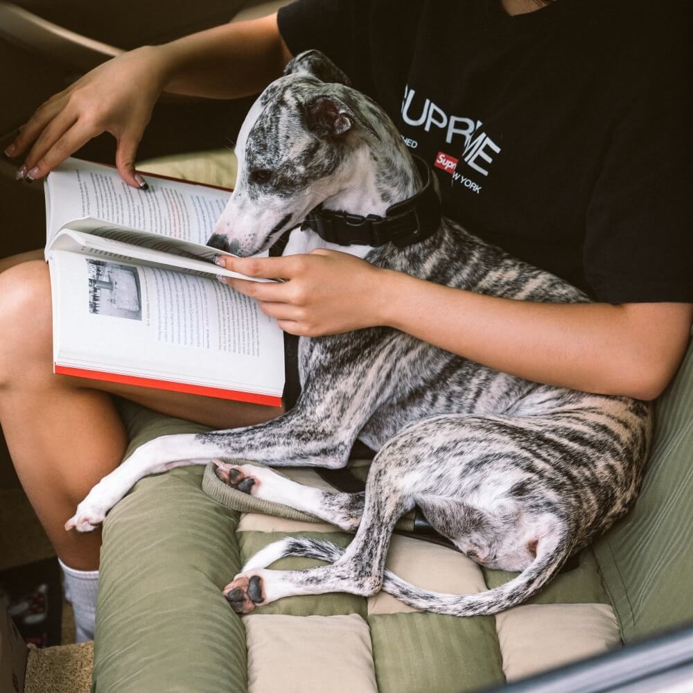 Reise Rückenkissen Sicherheit Rücksitz großes Hund Auto Sitzbett - Roadtrip